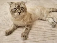 Cins Kedi Sahiplendirme