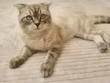 Cins Kedi Sahiplendirme