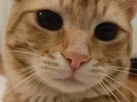 Bal Maviş'e Güvenli Yer Arıyorum