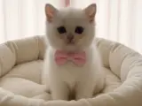 DİŞİ KARBEYAZI BRİTİSH SAĞLIKLI EV ORTAMINDAN