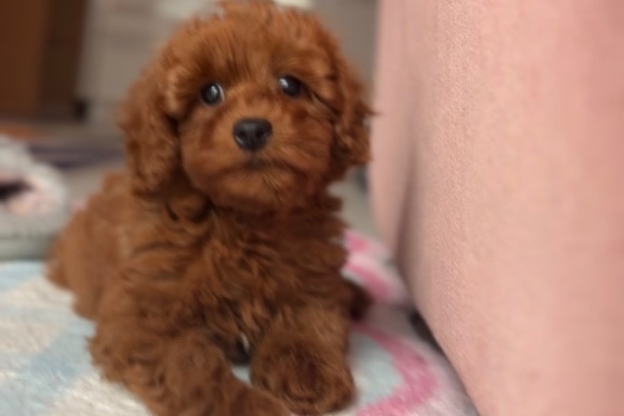Eşyaları Hediye 3 Aylık Toy Poodle Erkek 2