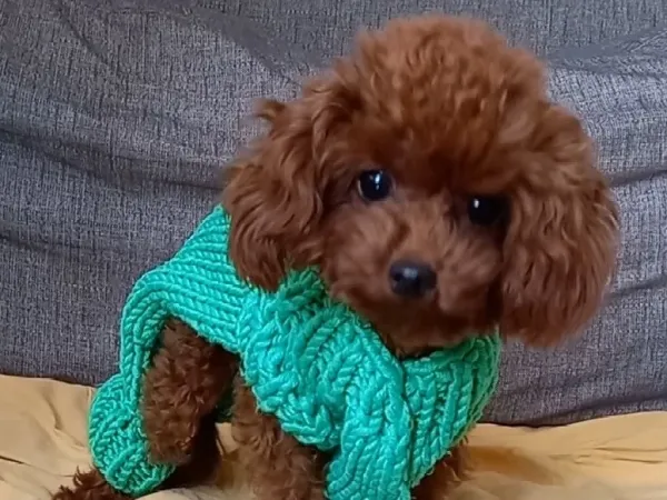 Toy Poodle Çiftleştirme İçin Doğru Yerdesiniz!