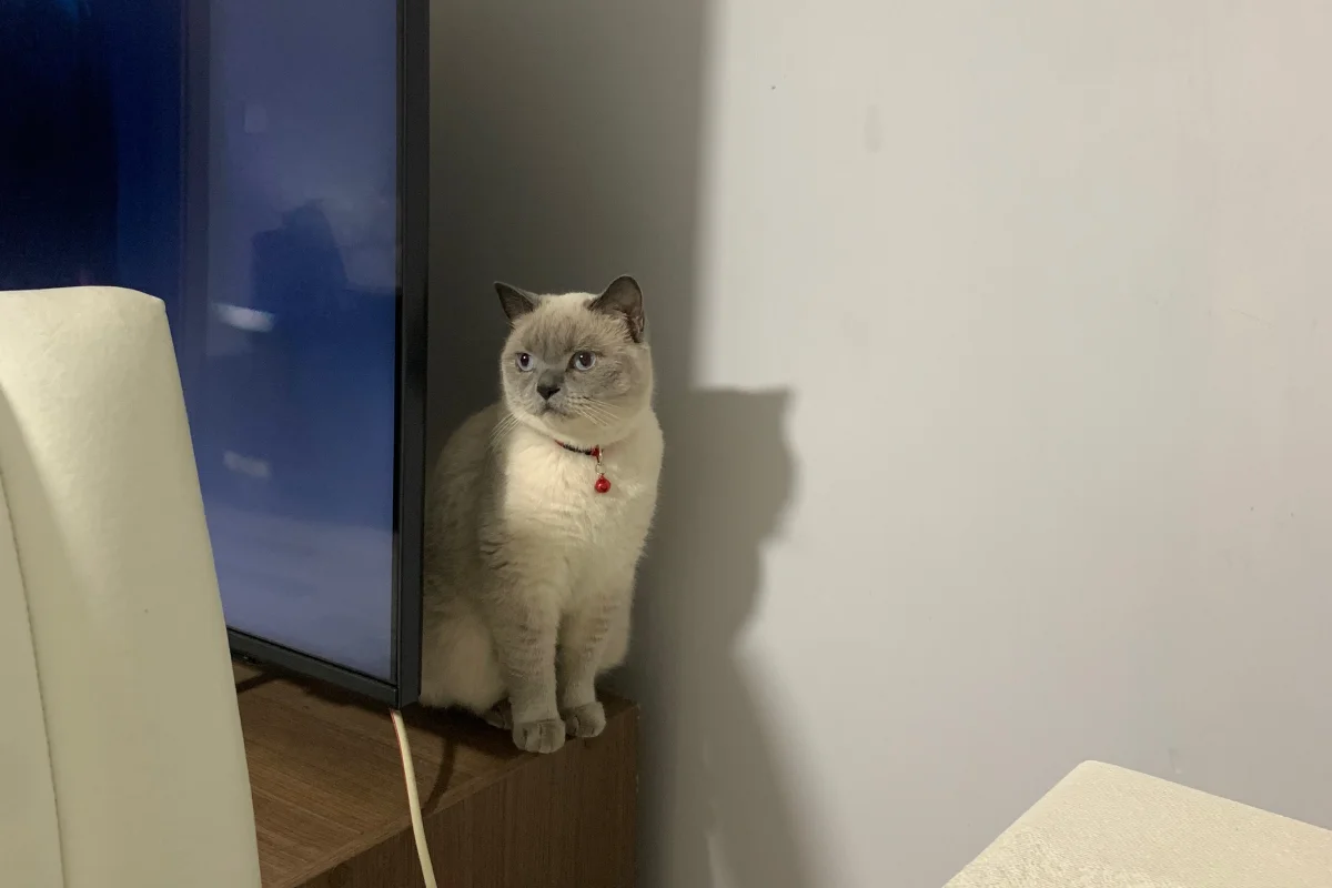 British Shorthair Sahiplendirme 3