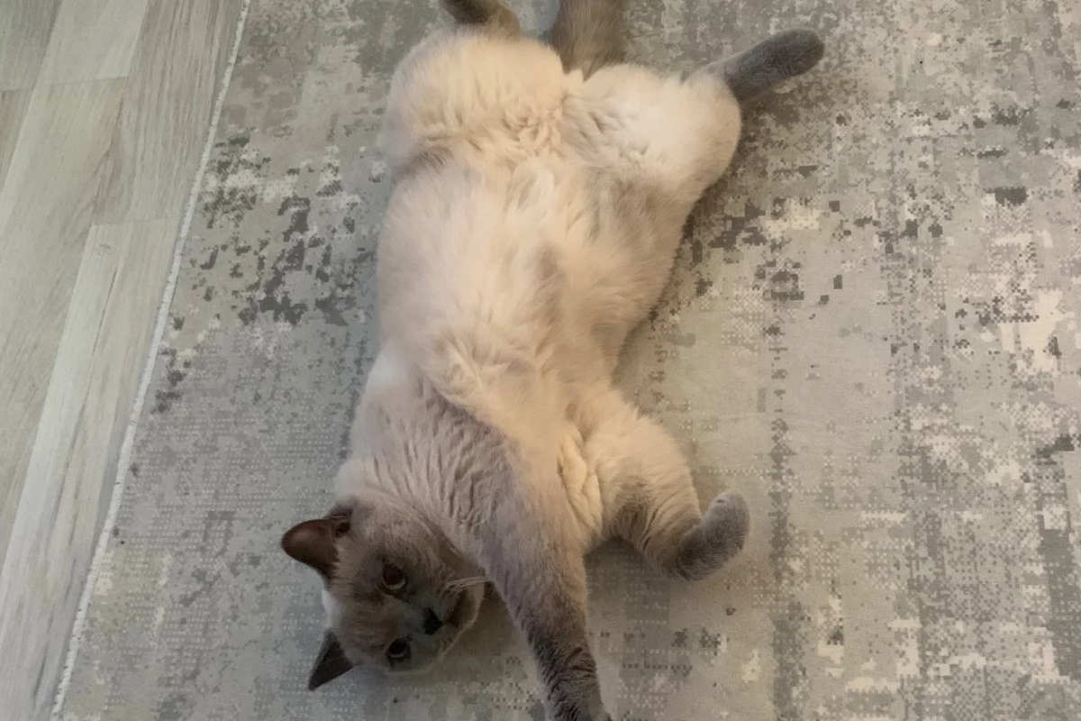 British Shorthair Sahiplendirme 5