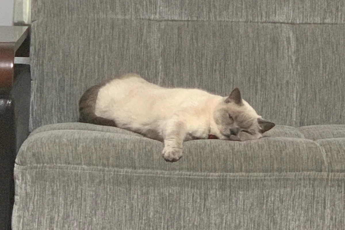 British Shorthair Sahiplendirme 7