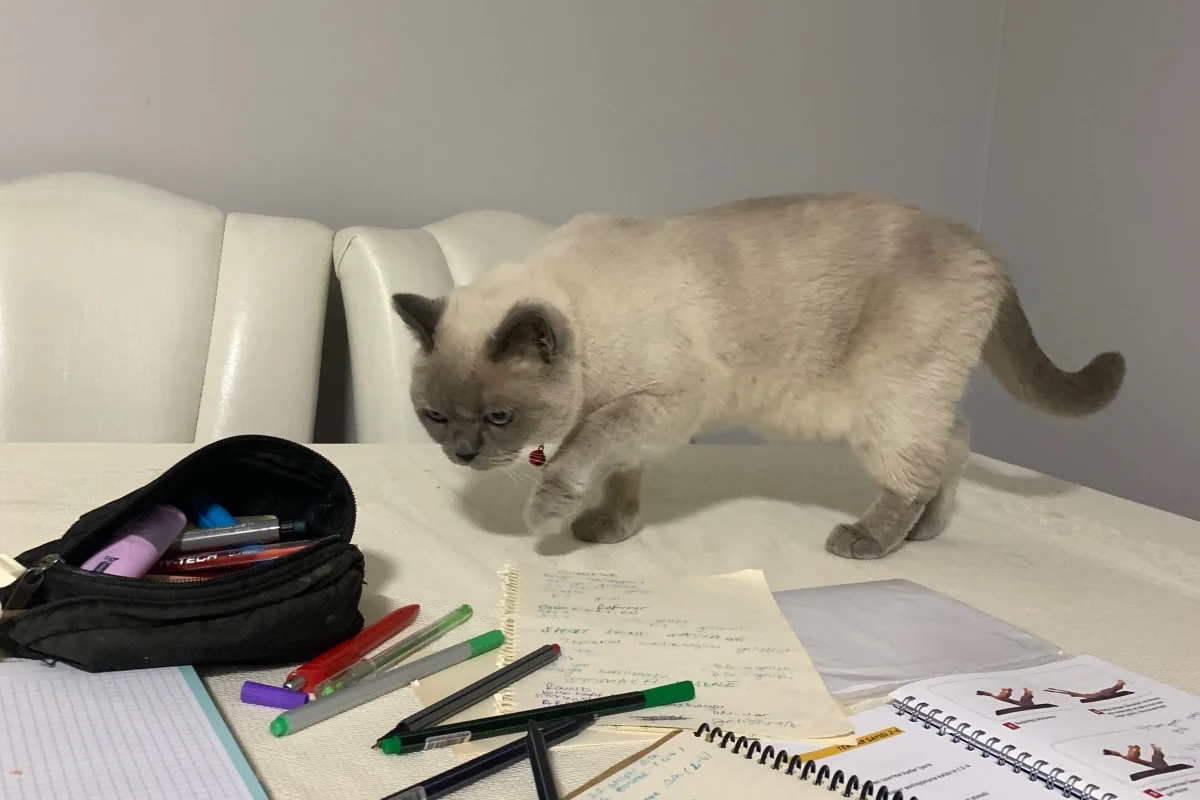 British Shorthair Sahiplendirme 9