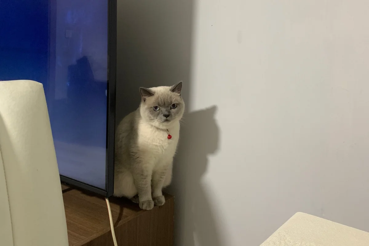 British Shorthair Sahiplendirme 8