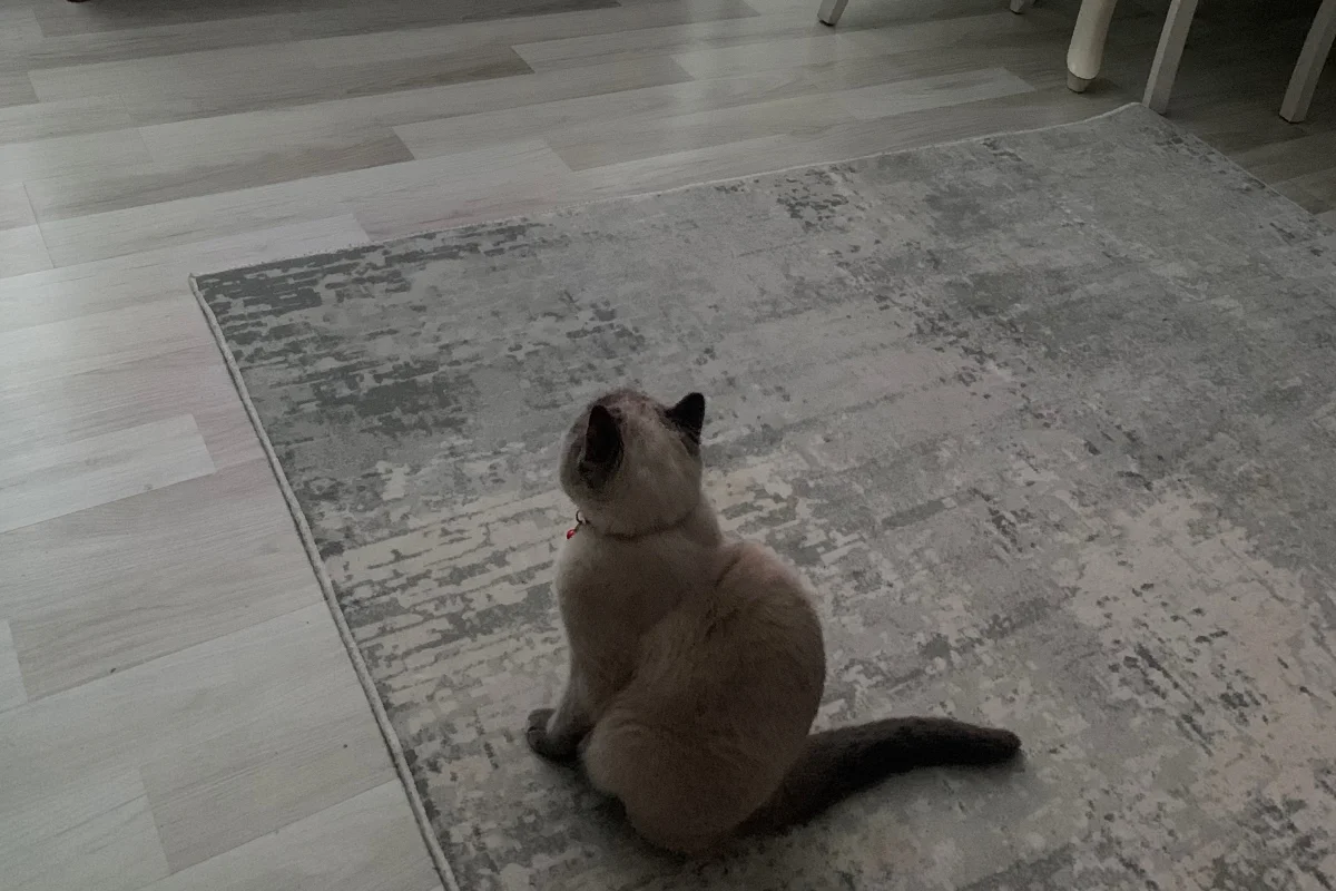 British Shorthair Sahiplendirme 4