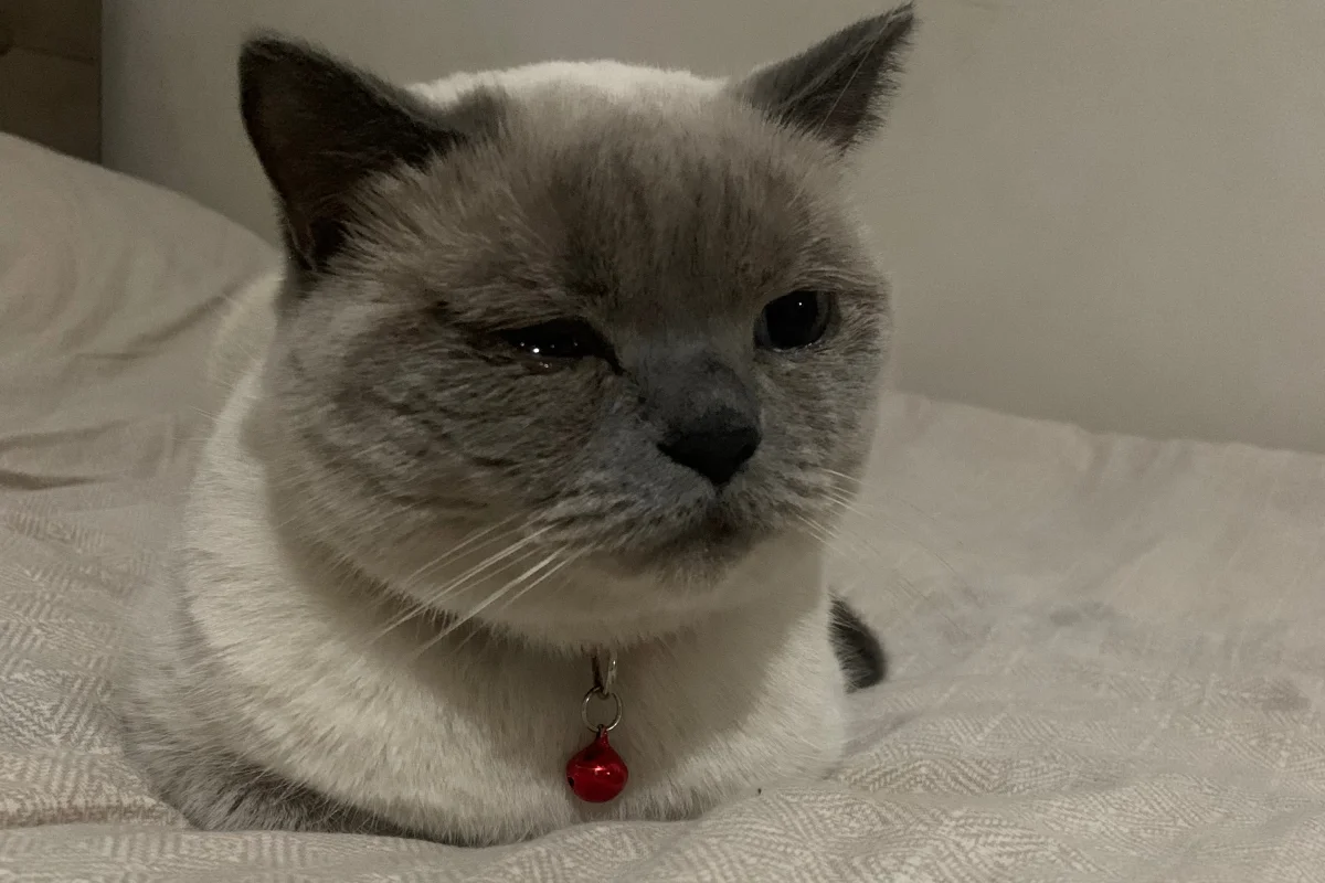British Shorthair Sahiplendirme 2