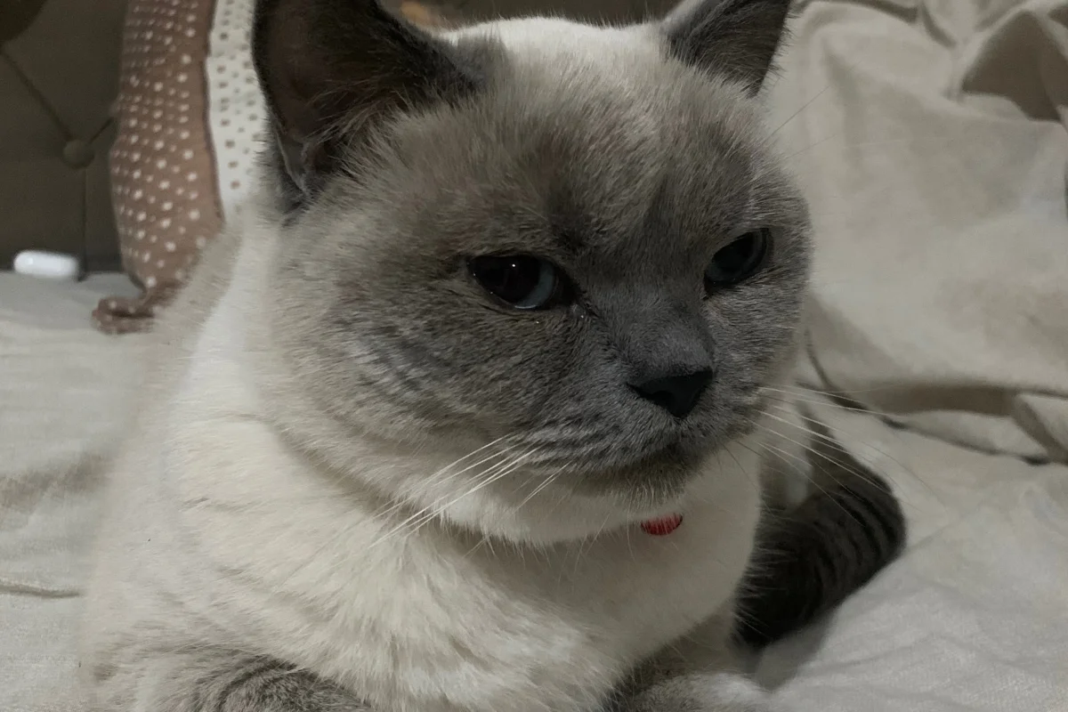 British Shorthair Sahiplendirme 6