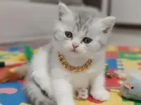 DİŞİ BRİTİSH SHORTHAİR PAMUK BEBEK