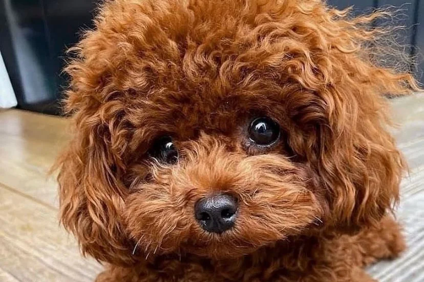 Teacup Kore Poodle Oğlumuza Eş Arıyoruz 2