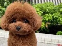 Teacup Kore Poodle Oğlumuza Eş Arıyoruz