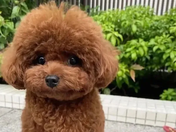 Teacup Kore Poodle Oğlumuza Eş Arıyoruz