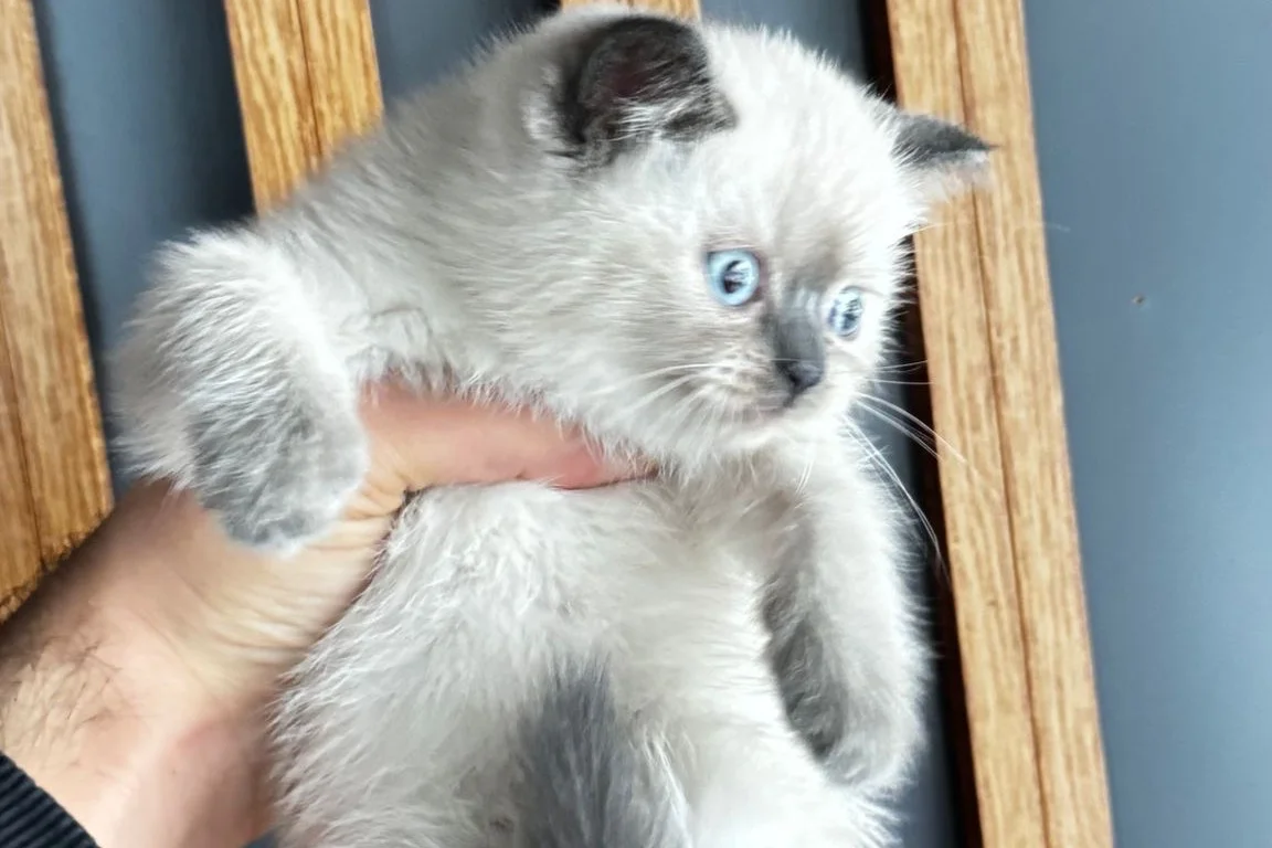 British Shorthair Bluepoint 2