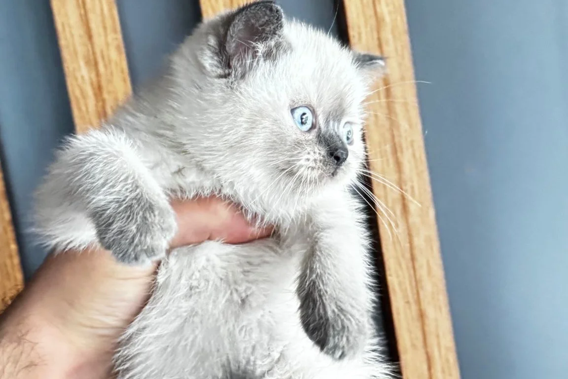 British Shorthair Bluepoint 5