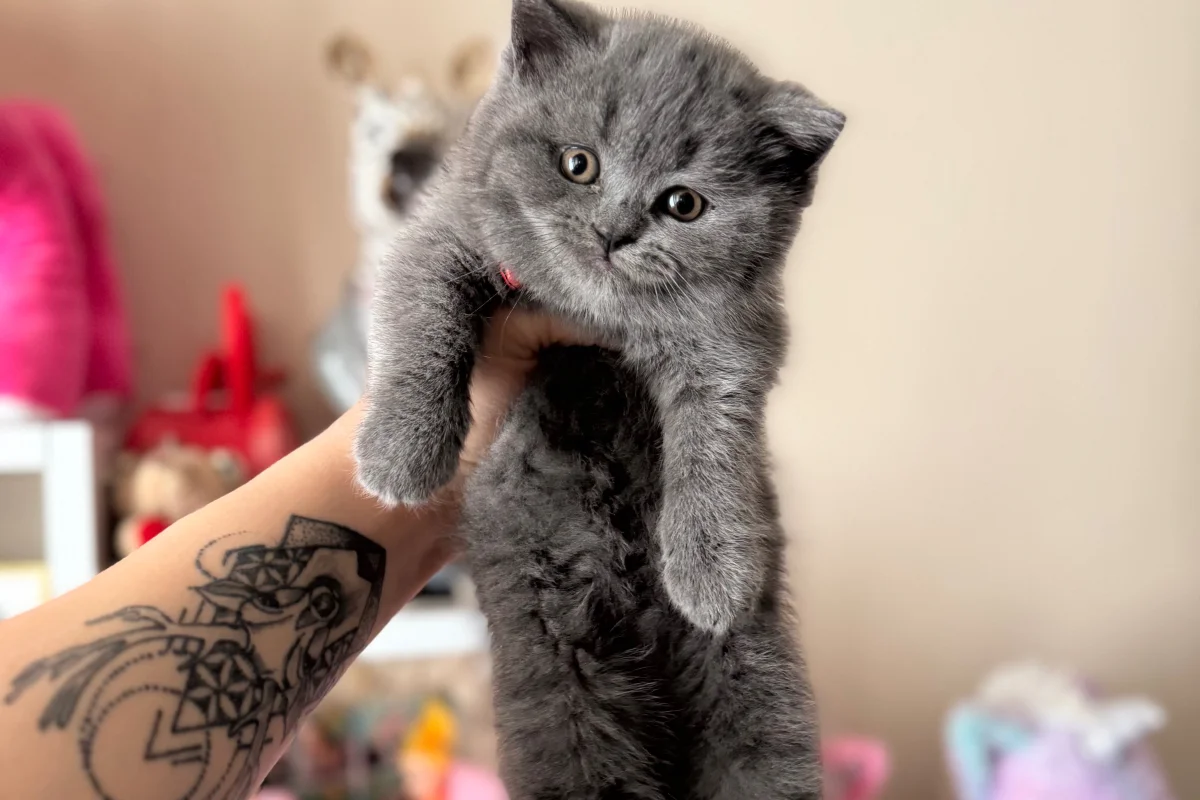 British Shorthair Safkan yavrular 5