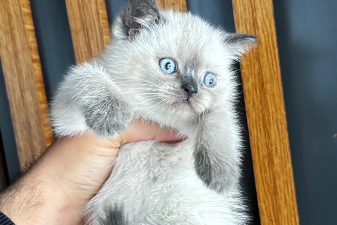 British Shorthair Bluepoint 6
