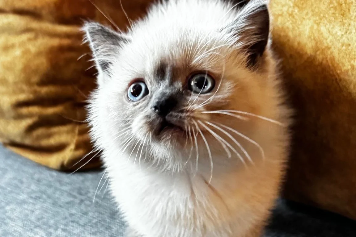 British Shorthair Bluepoint 3