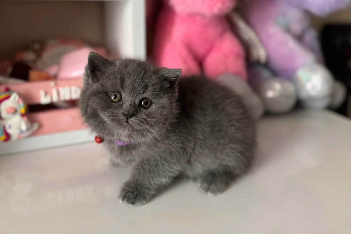 British Shorthair Safkan yavrular 2