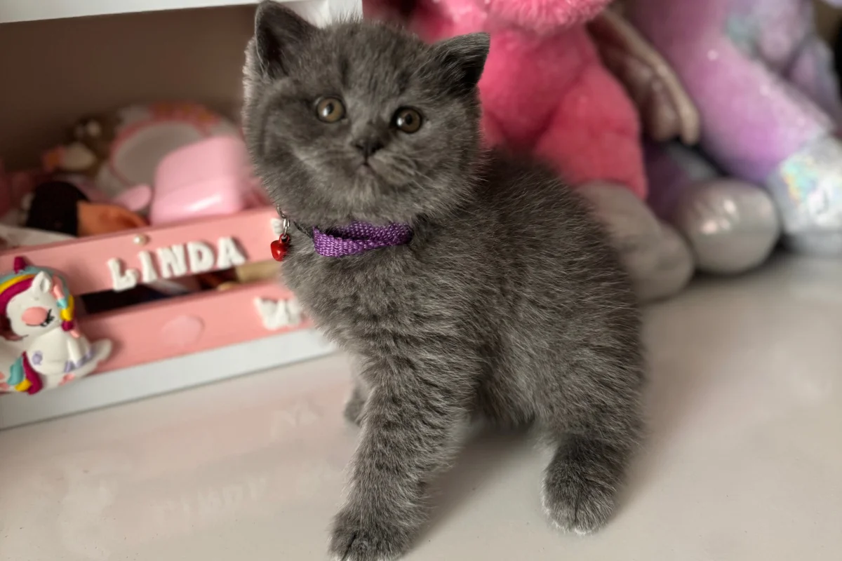 British Shorthair Safkan yavrular 1