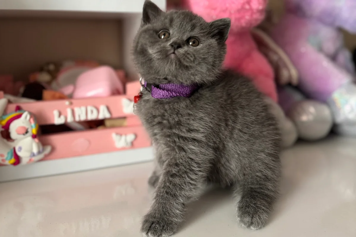 British Shorthair Safkan yavrular 3