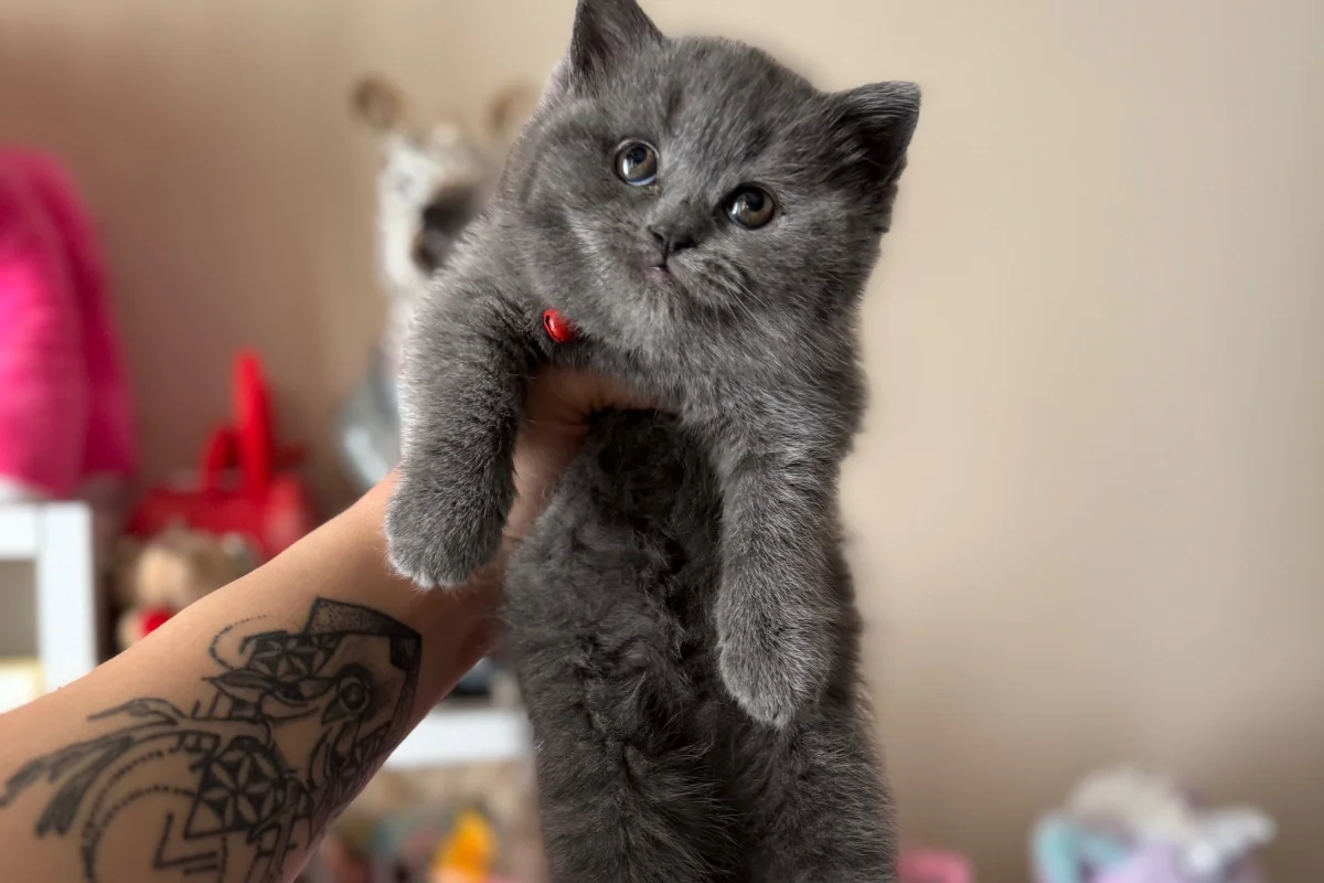 British Shorthair Safkan yavrular 6