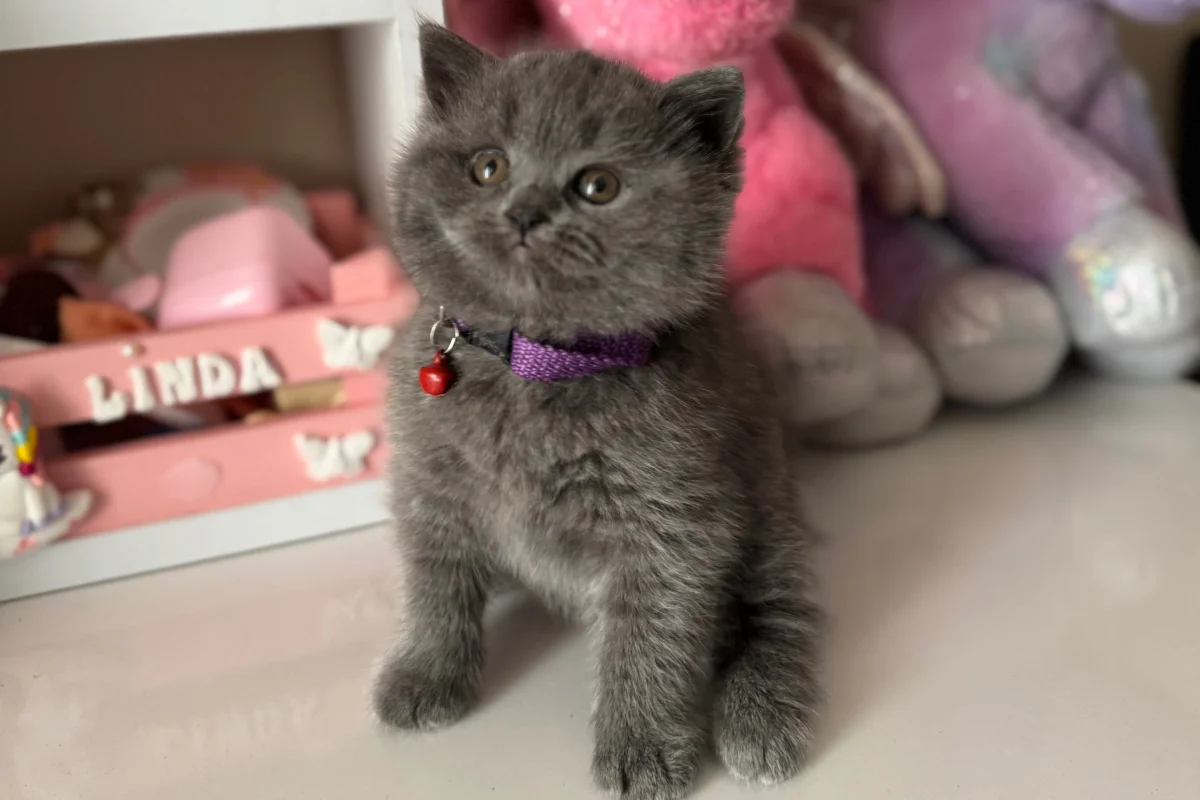 British Shorthair Safkan yavrular 4