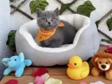 MİNİ MİNİ KUZUCUKLAR DİŞİ ERKEK BONCUKLAR