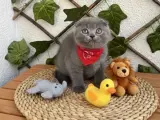 DİŞİ VE ERKEK EVİNİZİN MASKOTU OLACAK