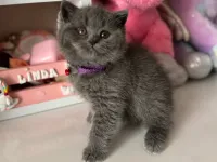 British Shorthair Safkan yavrular
