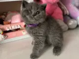 British Shorthair Safkan yavrular