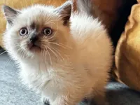British Shorthair Bluepoint
