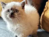 British Shorthair Bluepoint