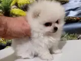 Premium Kalitede Pomeranian Boo Yavruları