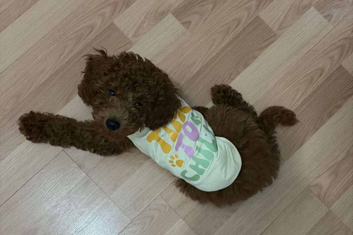 4 aylık erkek toy poodle 3