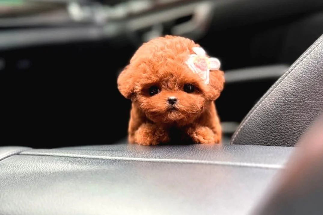 BAL KÜPÜ SAFKAN TOY POODLE BEBEGİM 4