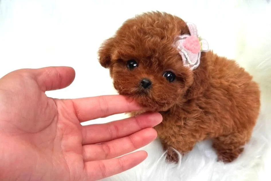 BAL KÜPÜ SAFKAN TOY POODLE BEBEGİM 3