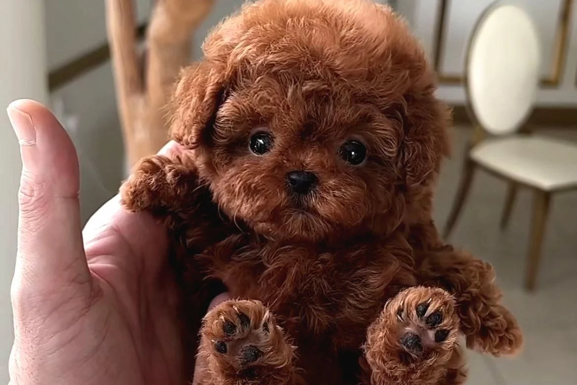 BAL KÜPÜ SAFKAN TOY POODLE BEBEGİM 1