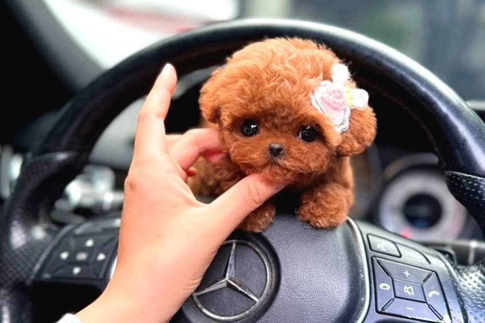 BAL KÜPÜ SAFKAN TOY POODLE BEBEGİM 2