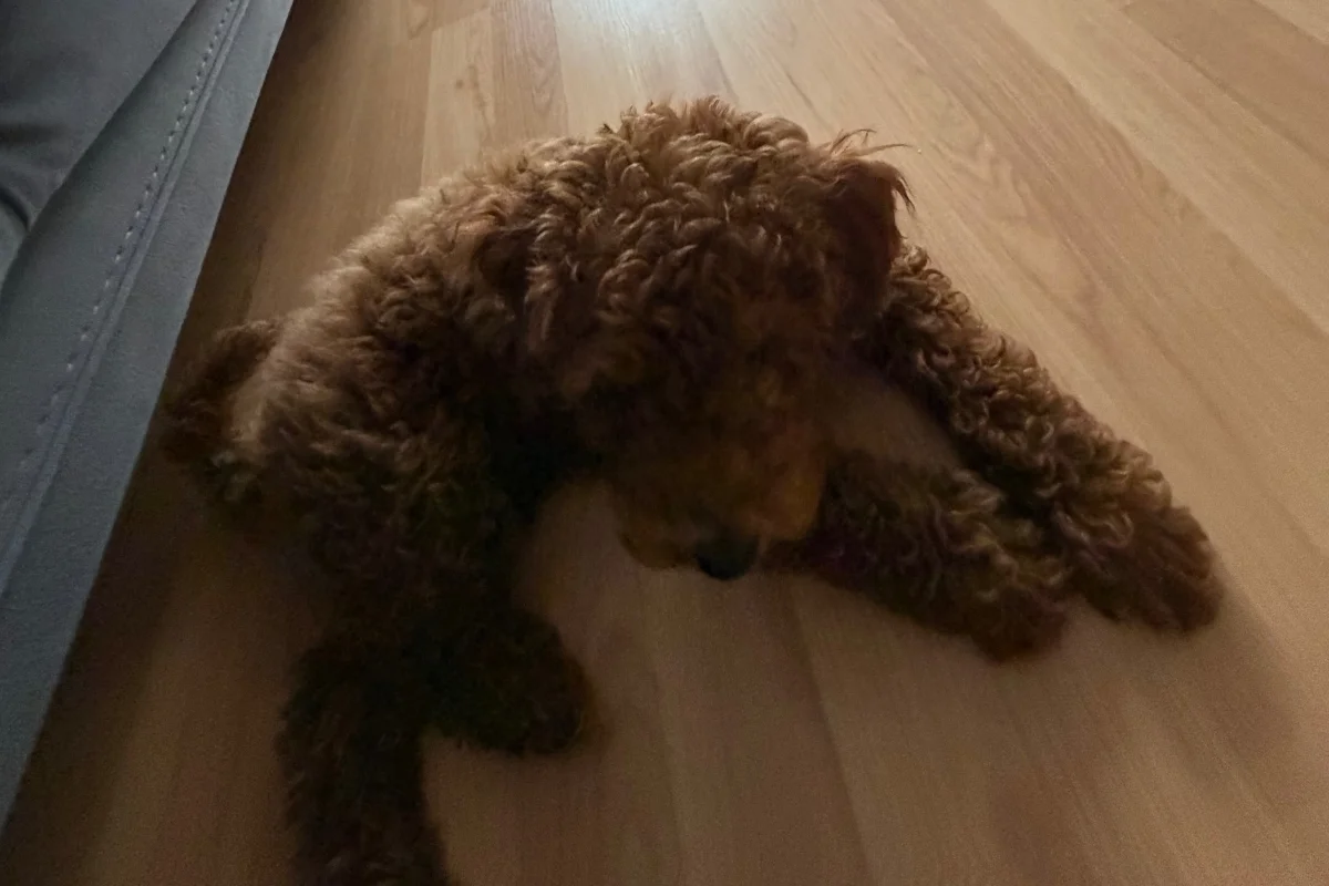 4 aylık erkek toy poodle 2