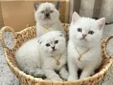 PAMUKŞEKERİ BEBELER BRİTİSH SCOTTİSH