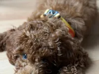4 aylık erkek toy poodle