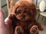BAL KÜPÜ SAFKAN TOY POODLE BEBEGİM