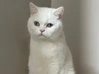 Pamuk'a yuva arıyoruz.