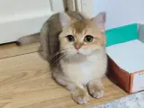 2 yaş dişi golden ny12