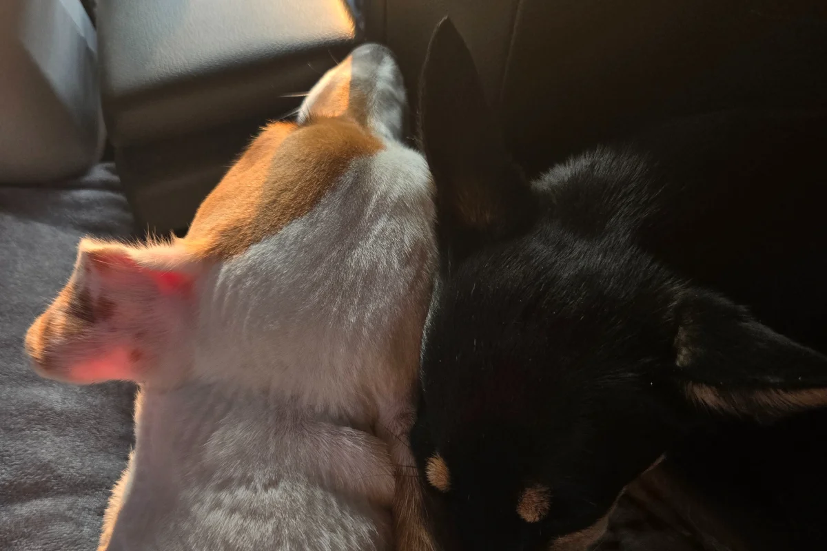 1 Yaşında Safkan Jack Russell 4