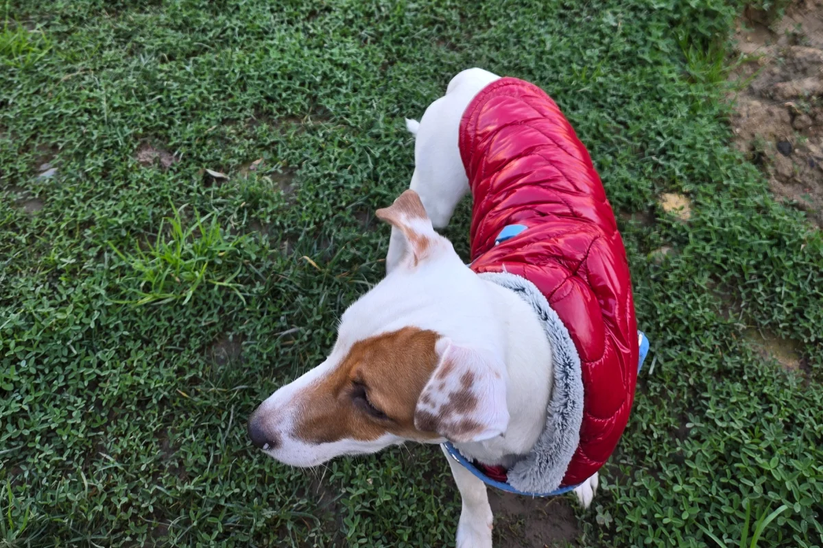1 Yaşında Safkan Jack Russell 2
