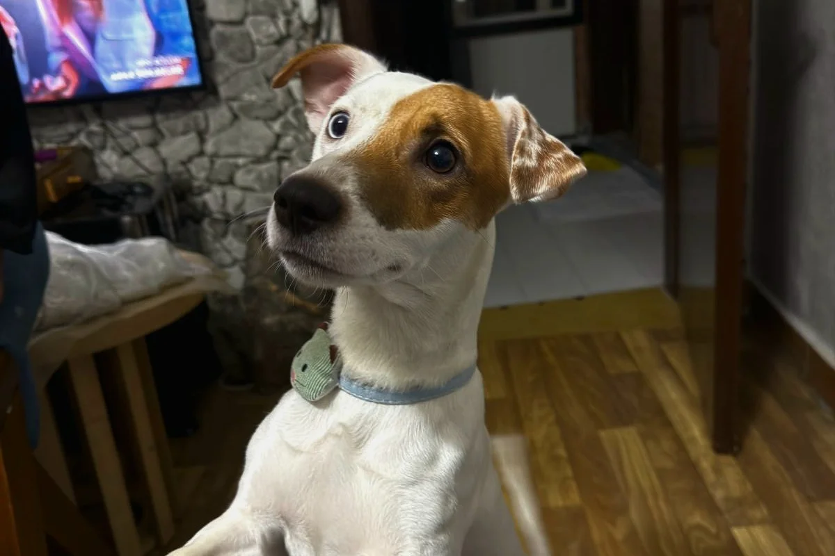1 Yaşında Safkan Jack Russell 3