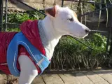 1 Yaşında Safkan Jack Russell